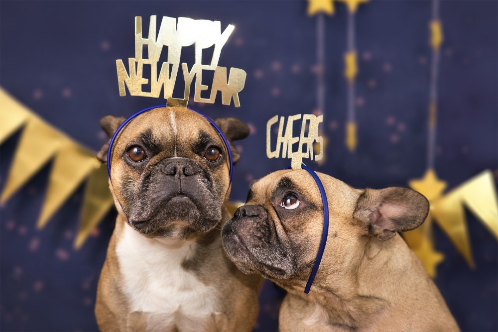 two dogs with Happy New Years and Cheers hats