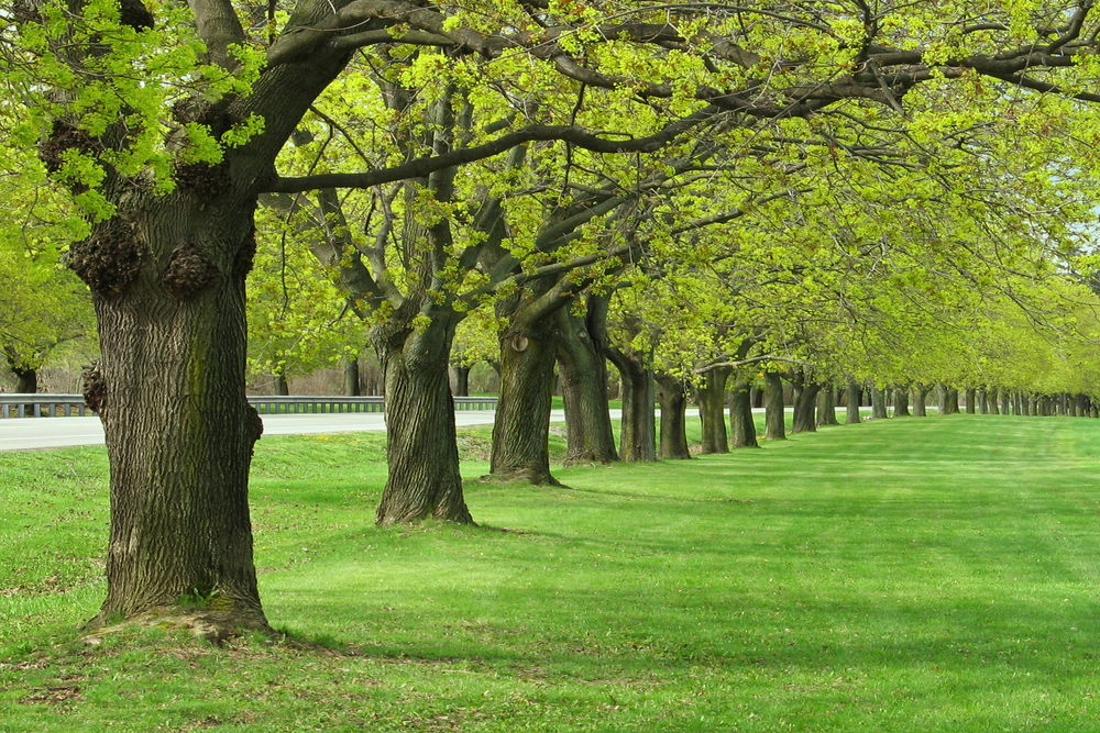 A row of tall trees in a park.