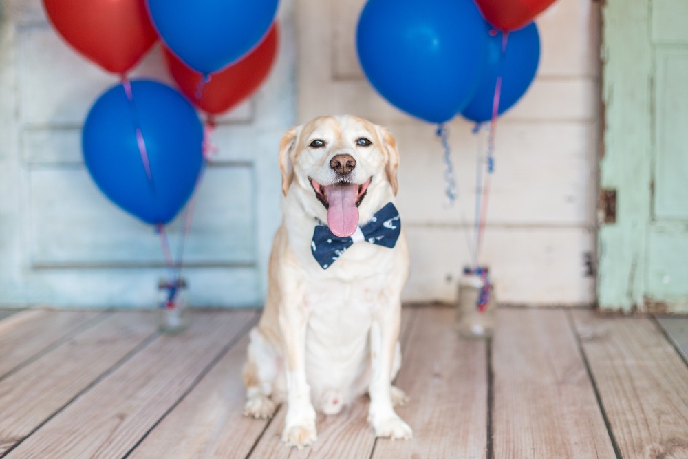 Dog sitting on porch in front of red, white, and blue balloons.