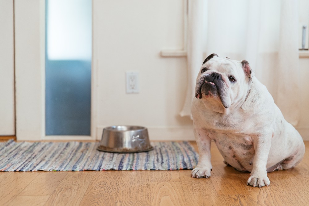 Bulldog sitting next to his water bowl.