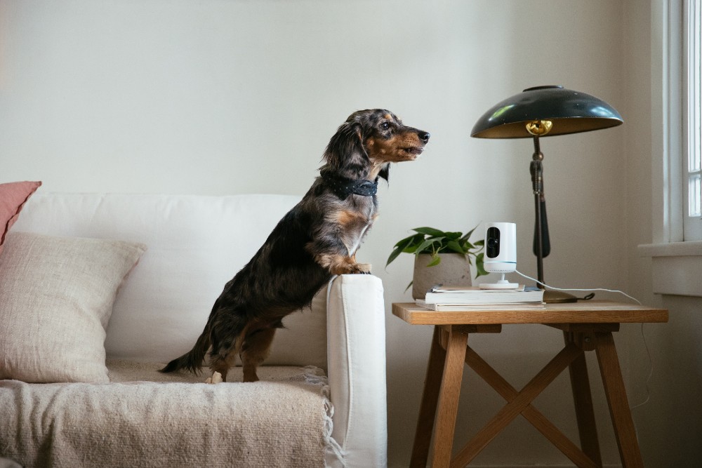 A dauchshund standing on a couch next to a Vivint Indoor Camera.