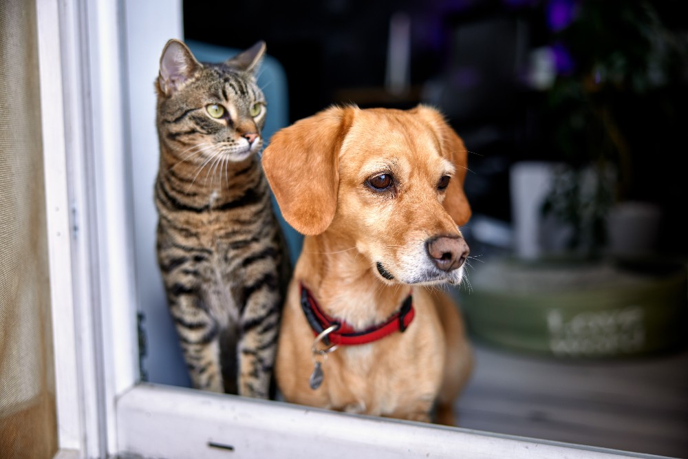 Dog and cat looking out a living room window.