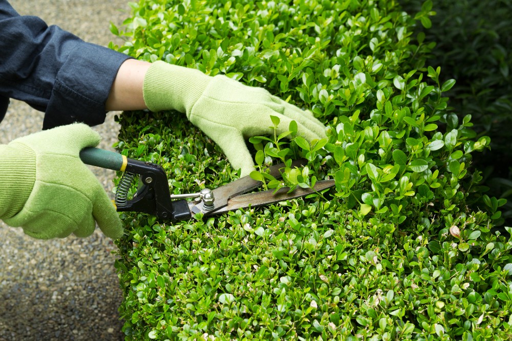 Man trimming hedges.