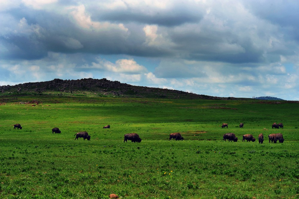 Buffalo of Lawton, Oklahoma