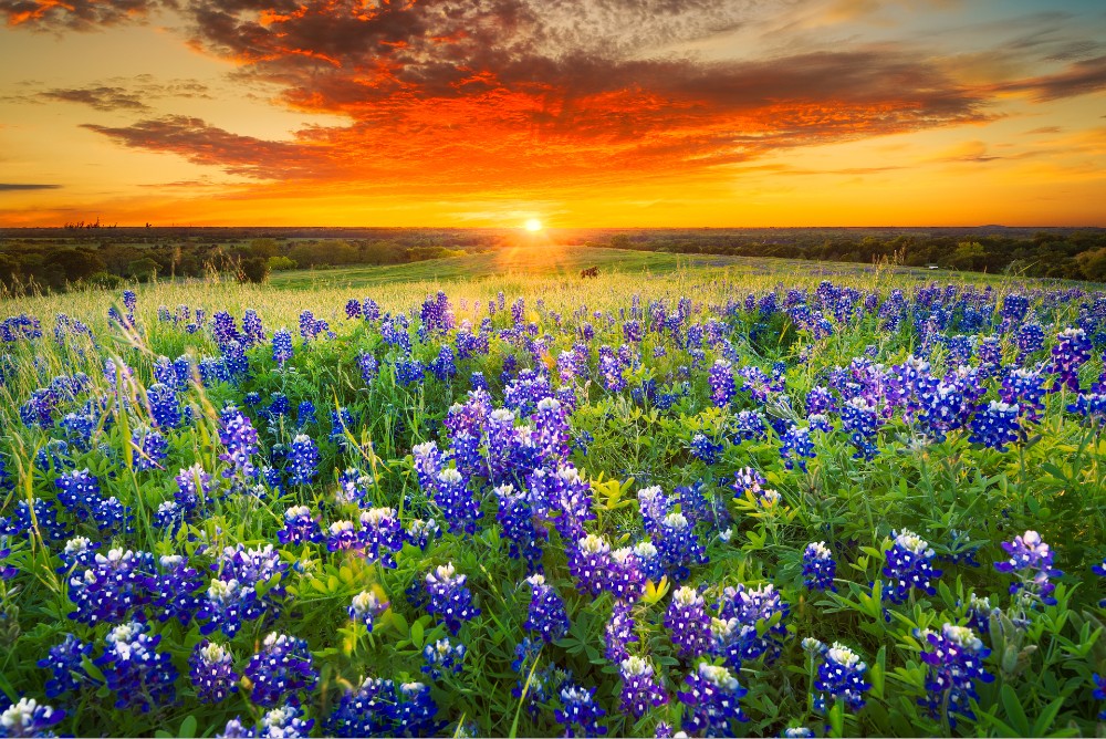 Field of blue bonnets and sunset