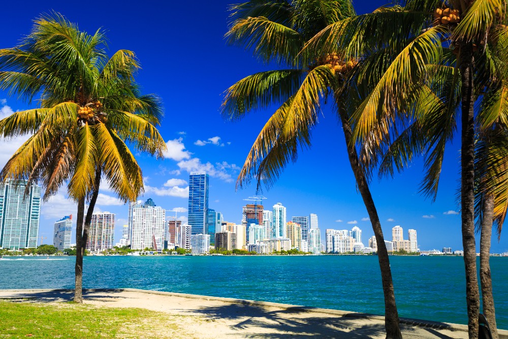 Miami skyline and palm trees