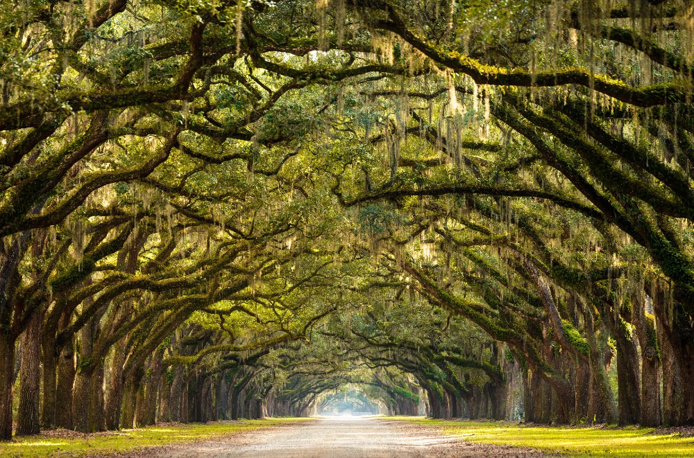 A stunning, long path lined with ancient live oak trees draped in Spanish moss in the warm, later afternoon near Savannah, Georgia