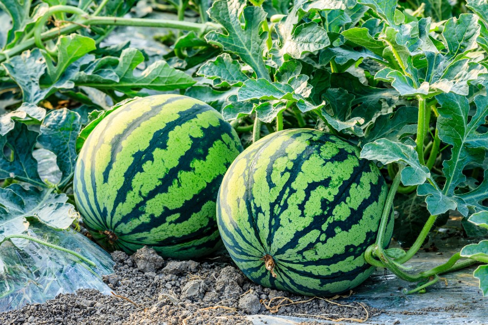 Watermelons in a watermelon field