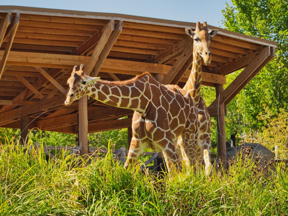 Two giraffes from Henry Doorly Zoo