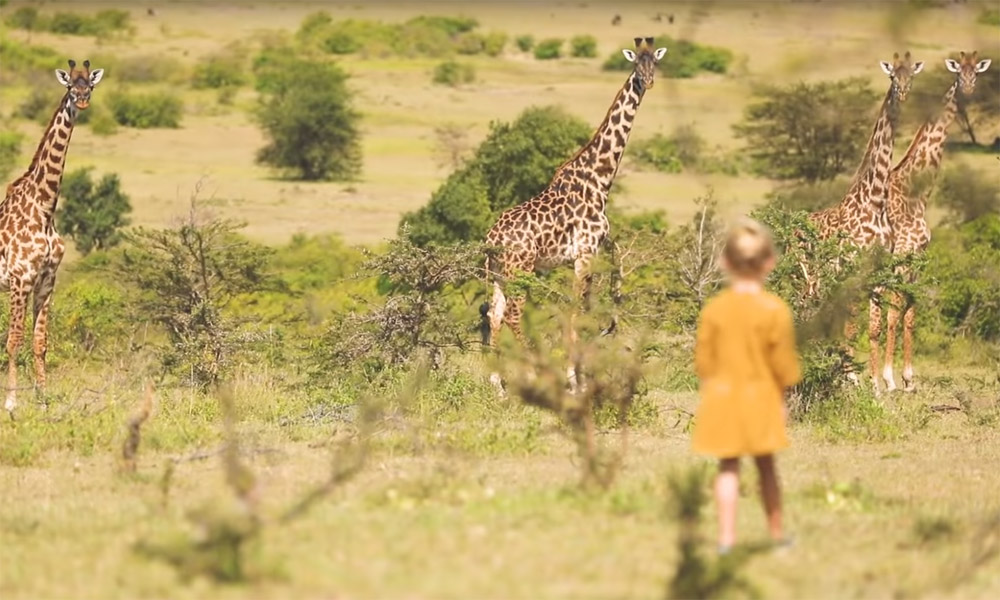 Giraffs on a safari