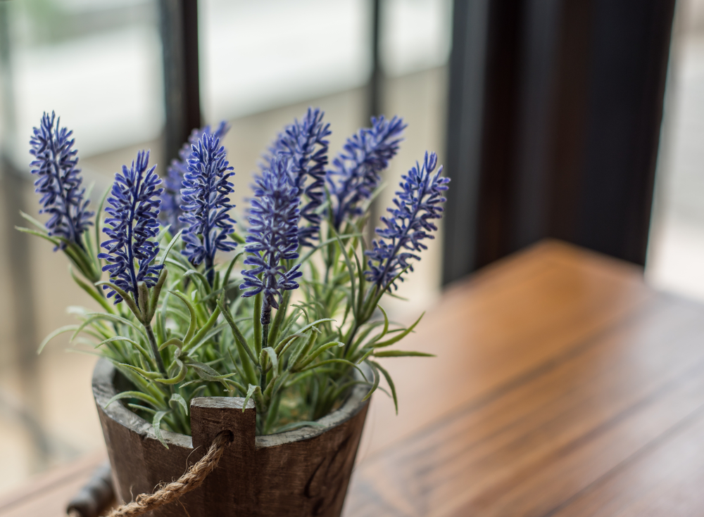 lavender plant benefits in home