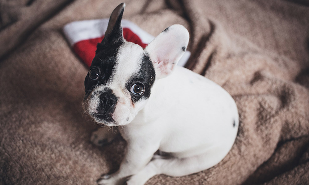 dog and santa hat