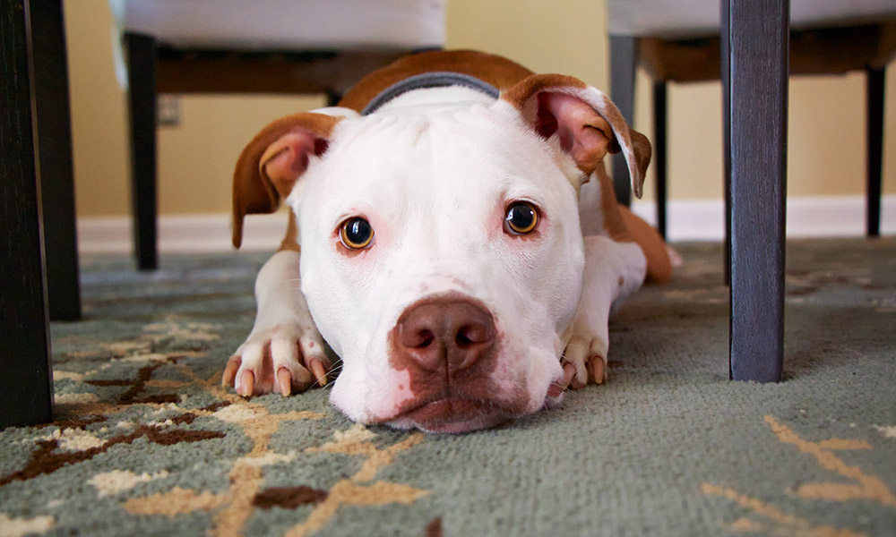 A dog sits under a table