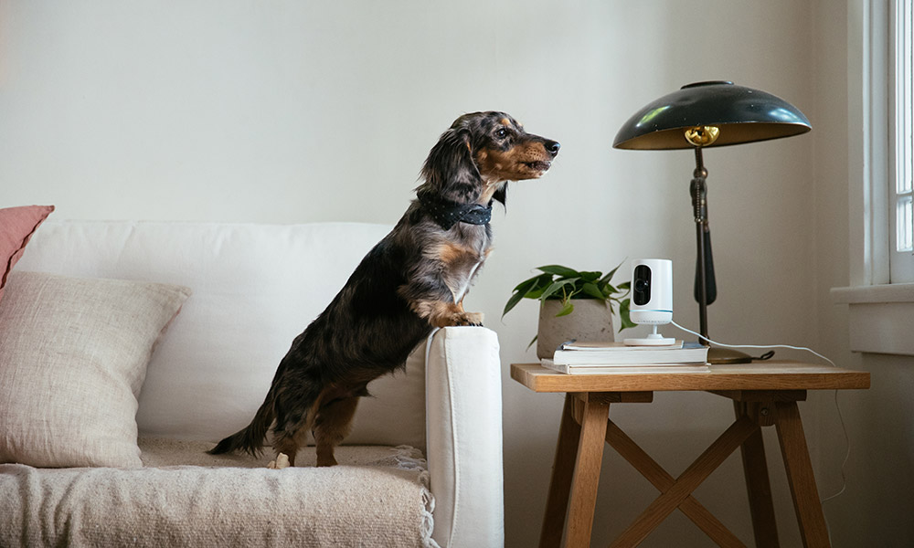 Dog next to a Vivint Indoor Camera