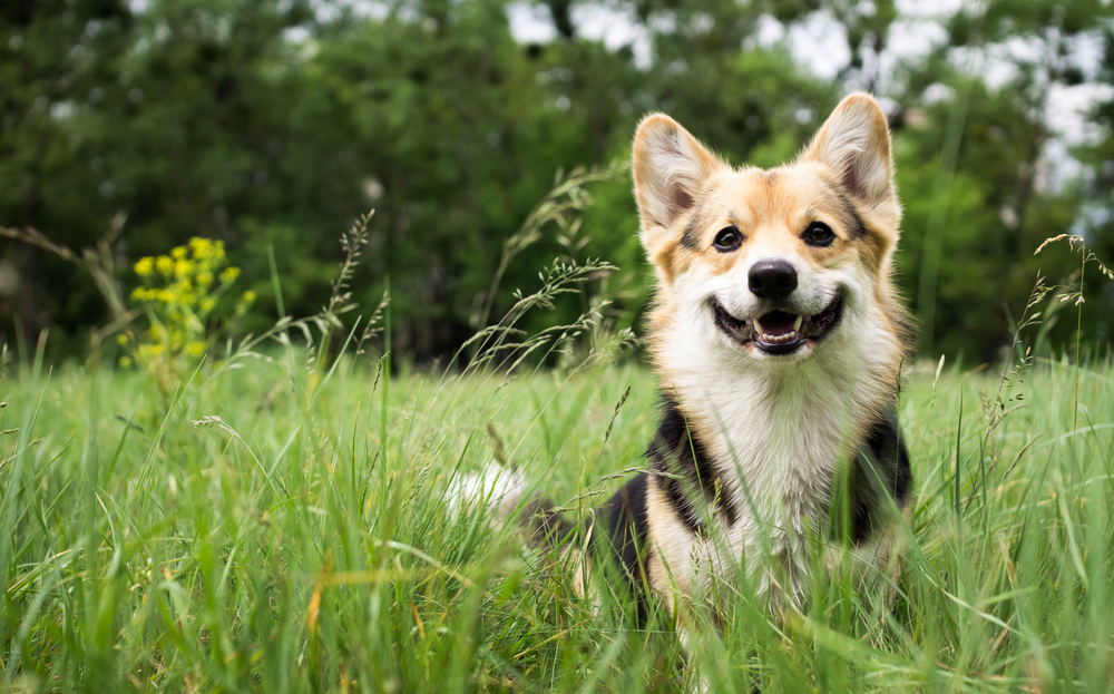 Corgi