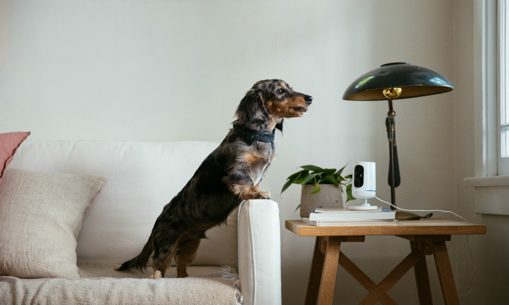 House dog by the Vivint Indoor Camera in a living room