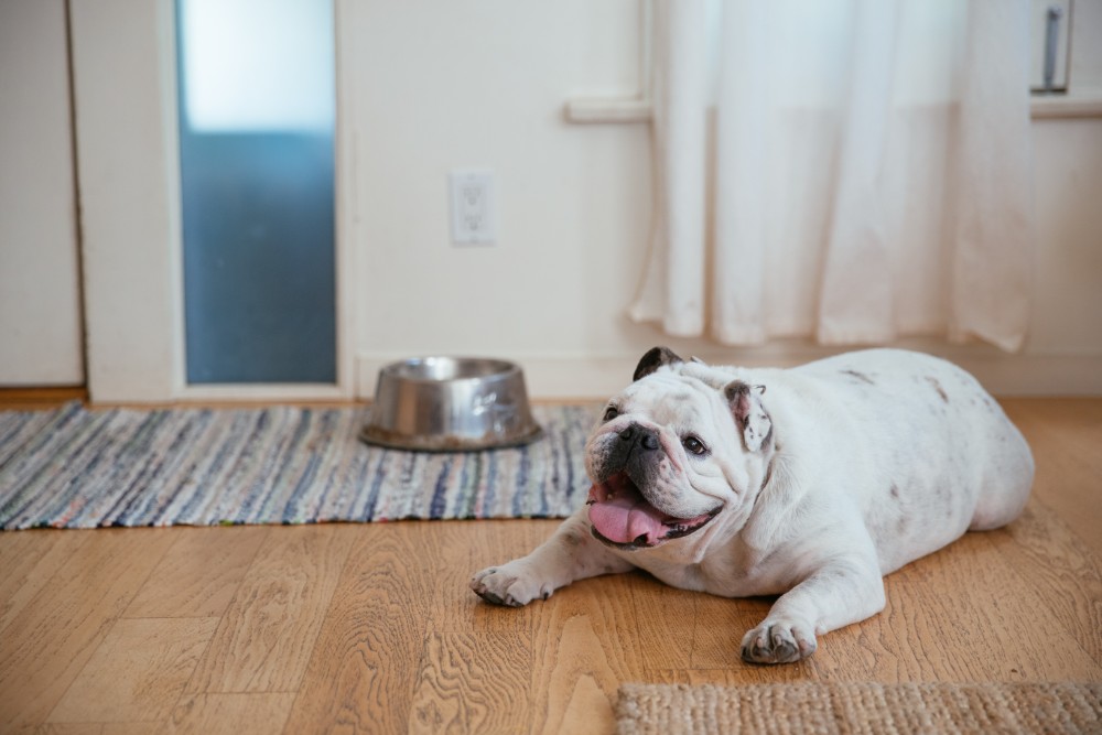 dog by front door