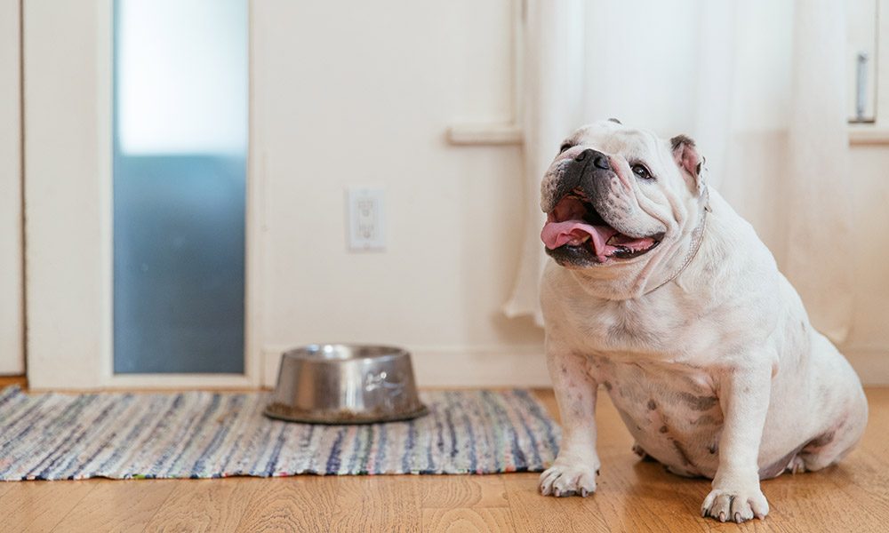 Pitbull waiting for food 