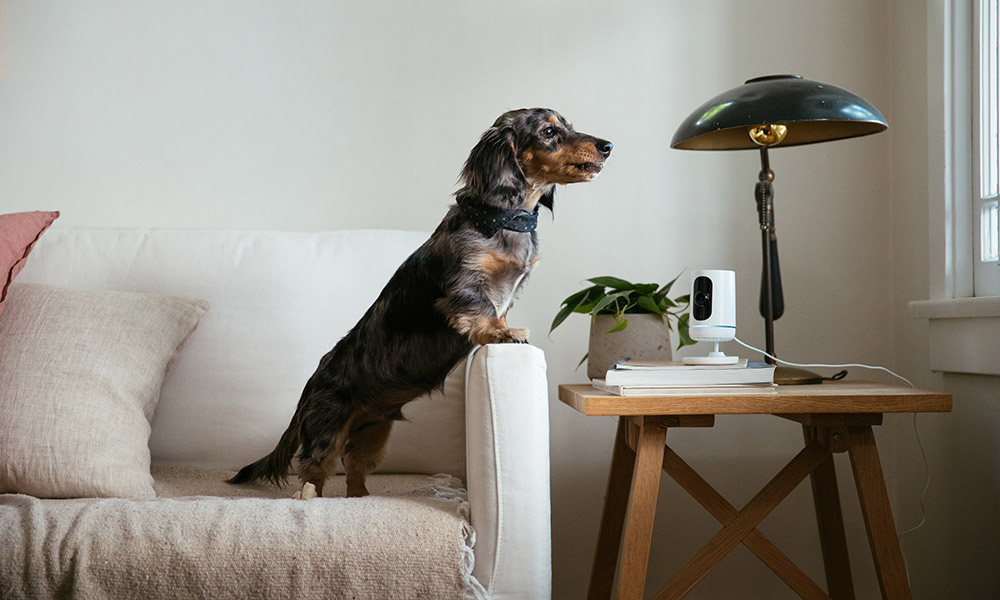 dog looking at indoor camera in a smart home