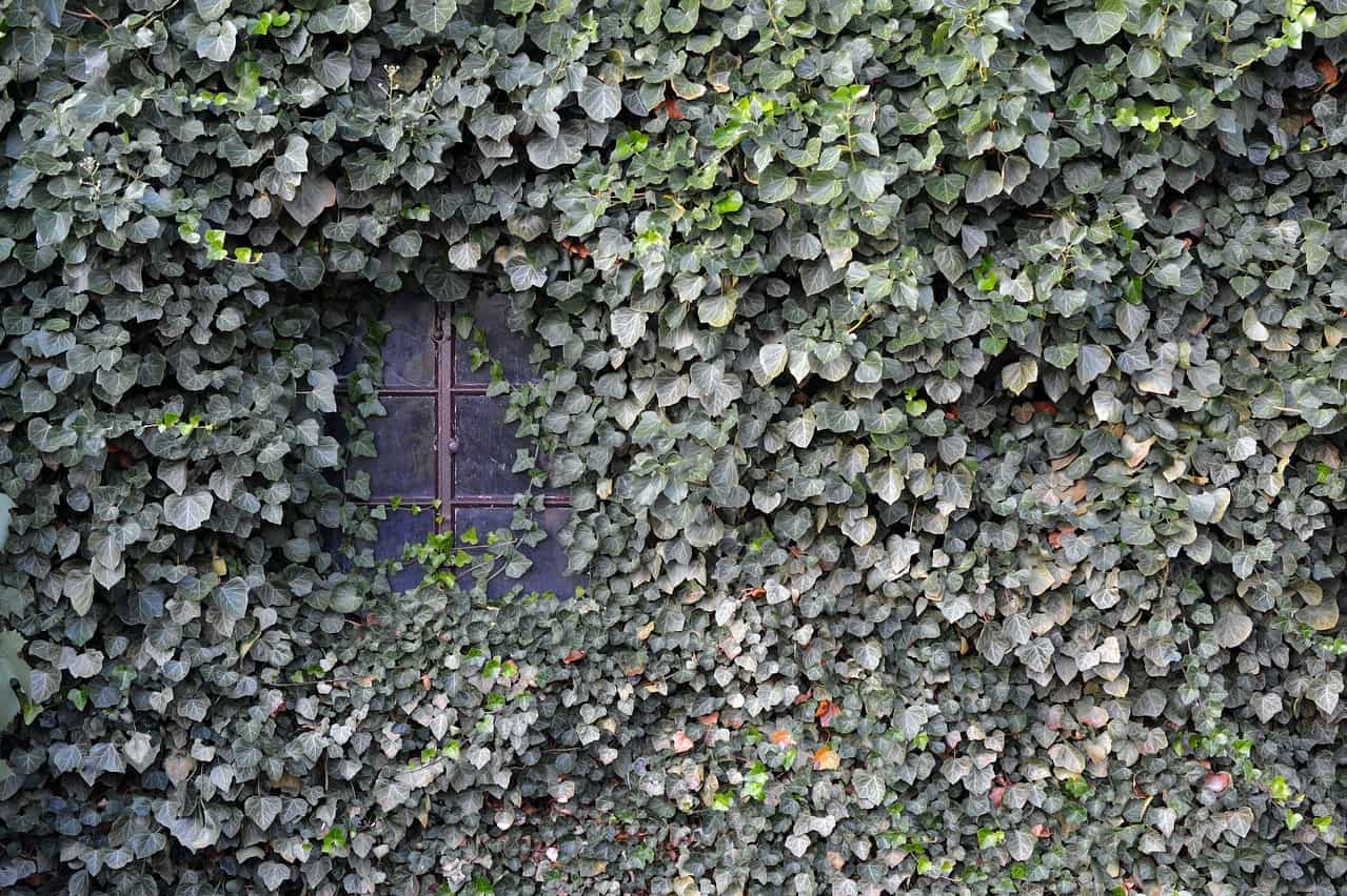 window of a house covered in ivy