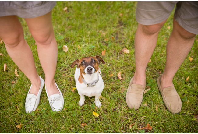 nest thermostat and pets