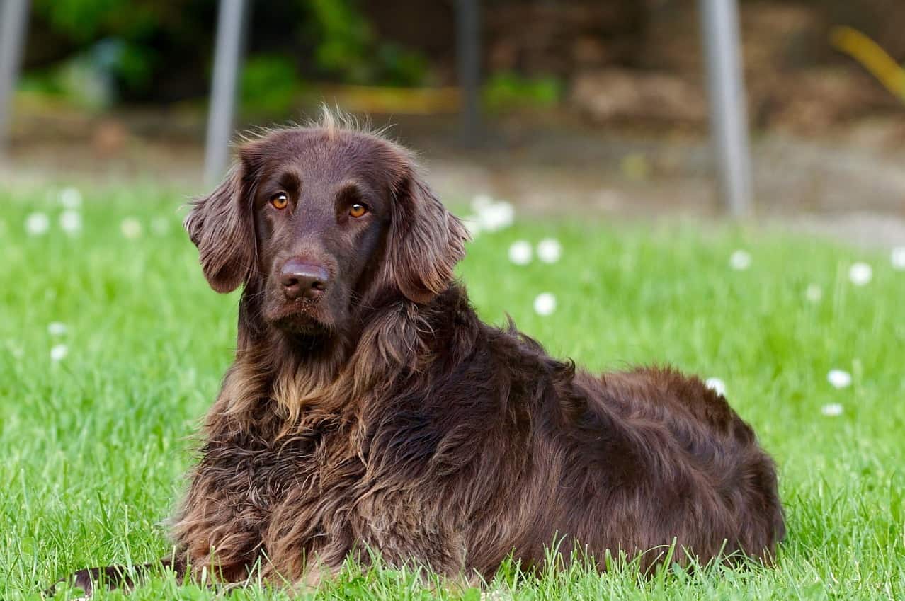 Brown dog laying the grass